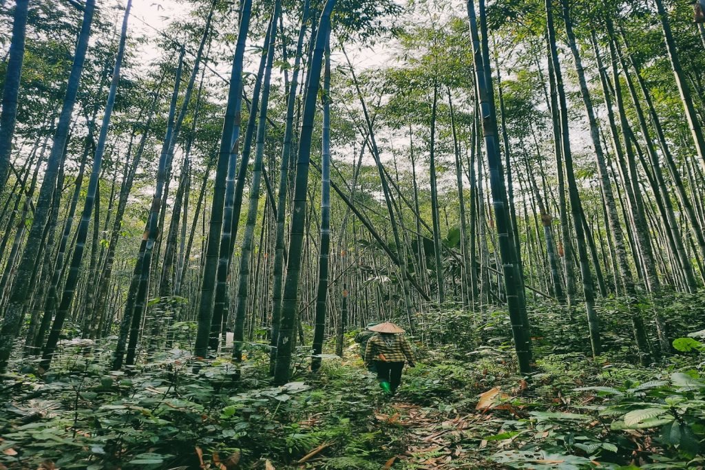 Lam Thuong & Luc Yen Hiking Tour: 3 Days of Invigorating Adventure & Cascading Falls